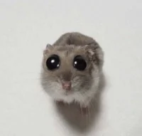 Sad hamster