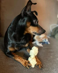 Keesie van der voort