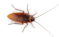 Cockroach