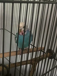Blue The Bird