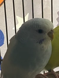 Neo The Bird