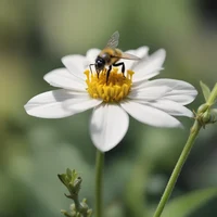 Bee 2