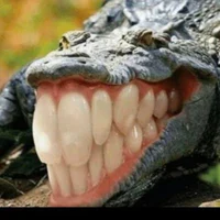 colgate alligator