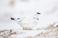 Willow ptarmigan