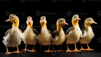 The duck war