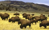 A Herd of Bison
