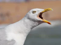 Macro Seagull