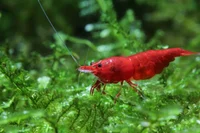 Neocaridina shrimp
