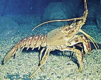 Normal lobster 