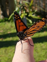 Monarch Butterfly