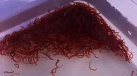 Blood worm