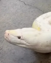 GIANT PYTHON -TF2 AU