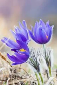 Aulladores Nocturnos