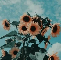 Luvsliekliz