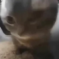 gato chipi chipi