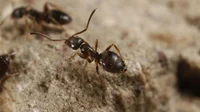 Ants Roleplay