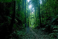 Lost In Forest 