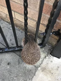 Stuck Hedgehog