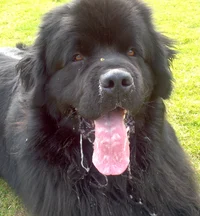 Newfoundland doggo