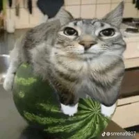 Gato sandia