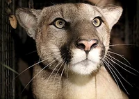 The Mountain Lion 