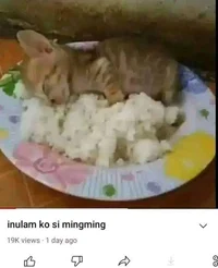 Your local ming-ming