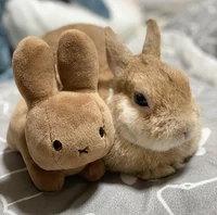 Bunny