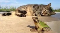frog and cat