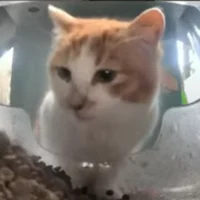 The Gluttonous Beast