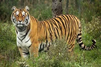 tiger