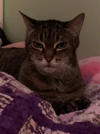 Harper
