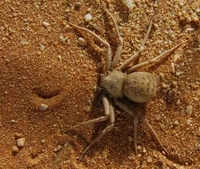 spider step sis