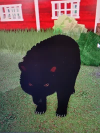 Black bear