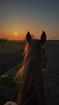 Лошадь Хард 