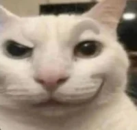 EYEBROWS CAT