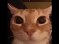 glungus the cat