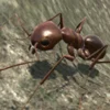 3d Ant Simulation