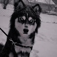 REALISM-MafiaFamDogs