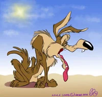 Feral Wile E Coyote