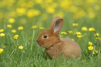 A bunny