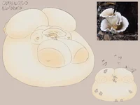 Omphalotus Nidformis