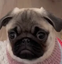 Magical Puggy