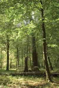 Lost in the woods