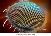 ComPound Eye