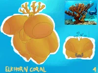 Elkhorn Coral