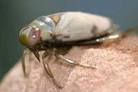 Friendly Backswimmer