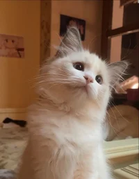 Квадробика