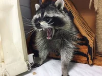 Rabid Raccoon