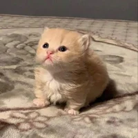 Kitten