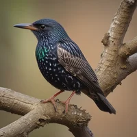 European Starling